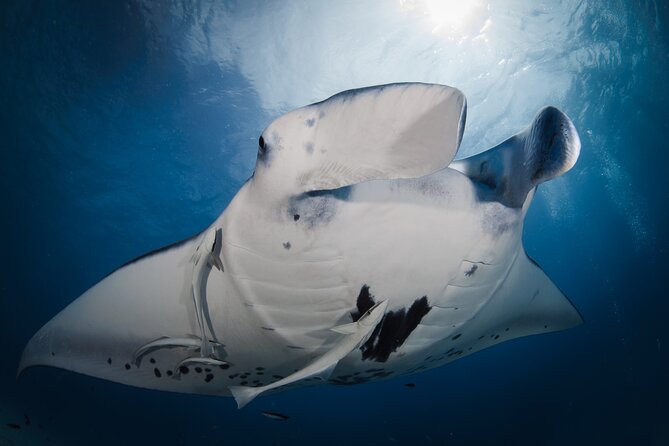 2 Dives in the morning for certified divers in Bora Bora - Two tank morning schedule that feels efficient