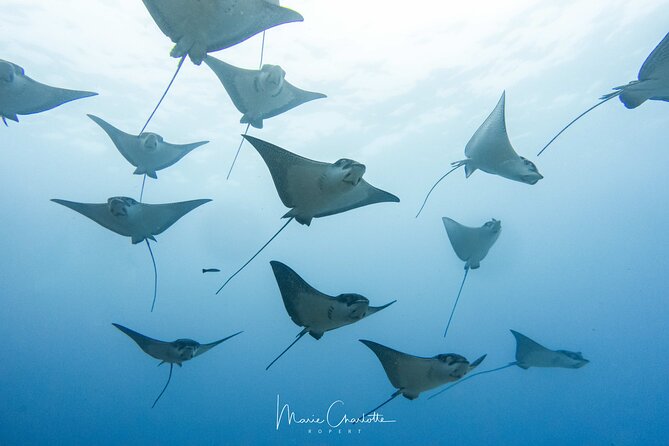 2 Dives in the morning for certified divers in Bora Bora - Pickup and transfers: the quiet part that makes the trip easier