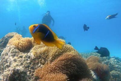 2 Dives in the morning for certified divers in Bora Bora - Who this is really for: certified to 18 meters