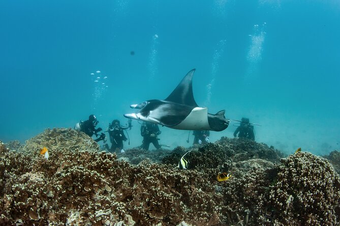 2 Dives in the morning for certified divers in Bora Bora - Two sites, two vibes: lagoon magic and outside-reef energy