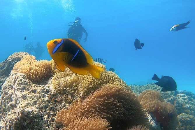 2 Dives in the morning for certified divers in Bora Bora - Who this is really for: certified to 18 meters