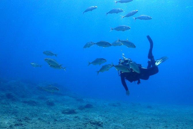 2 Dives Package - What You’ll See in the Greek Sea: Think Small, You’ll Be Glad