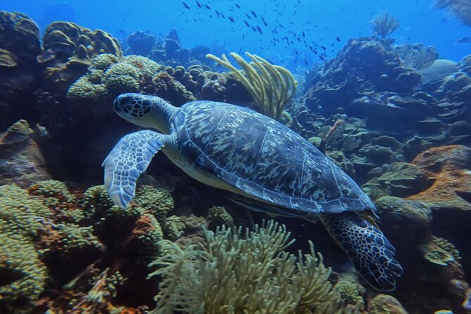 2 guided shore dives in Curacao - Two Underwater Sessions from Tugboat Beach