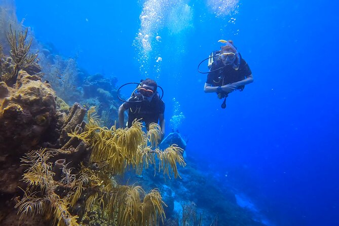 2 guided shore dives in Curacao - Price: Is $140 Fair for Two Shore Sessions?