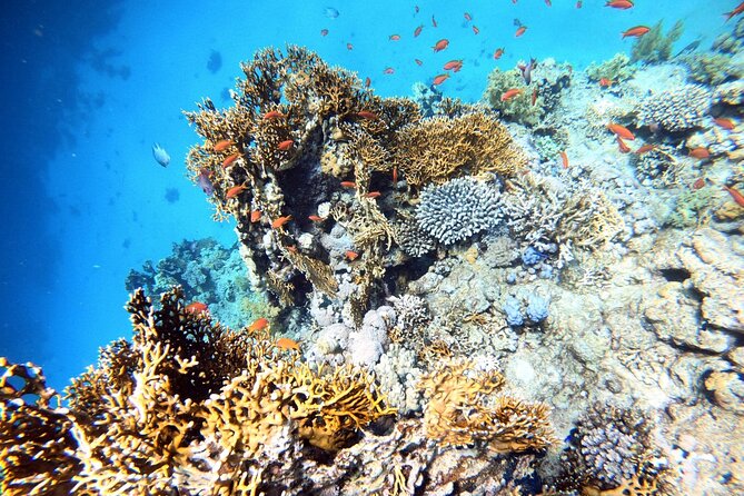 2-Hour Private Scuba Experience in Aqaba - Equipment and coaching: how they help you feel safe