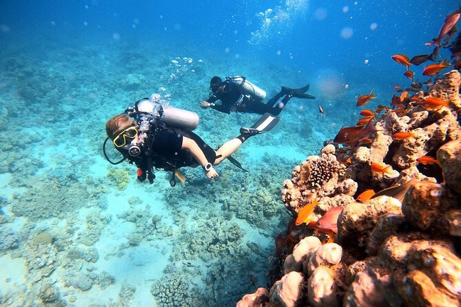 2-Hour Private Scuba Experience in Aqaba - Photos and videos: your underwater souvenirs without the hassle