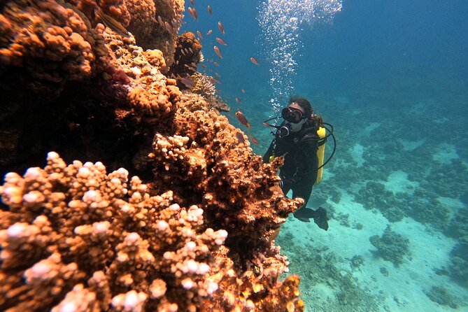 2-Hour Private Scuba Experience in Aqaba - Price and value: is $45 for two hours a good deal?