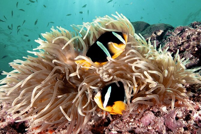 2 Hours Private Scuba Diving Activity in Qantab Beach - Getting started at HJ6J+H8 Muscat (and ending right where you began)