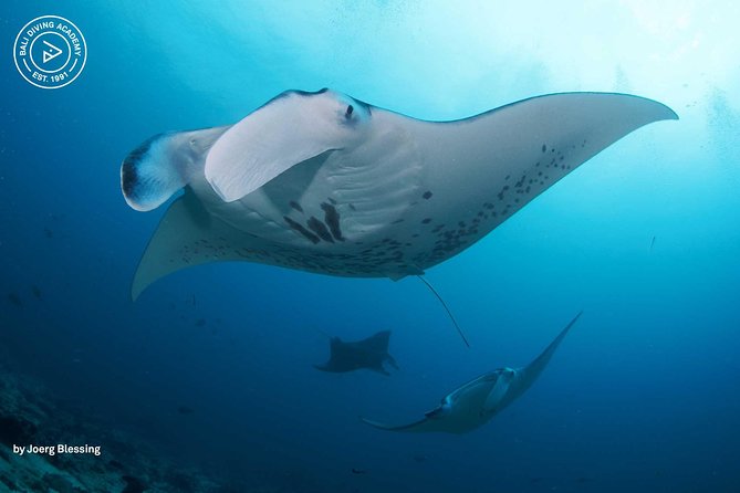 2 or 3 dives in Nusa Lembongan and Penida, for certified diver (in Lembongan) - Quick hits before you book