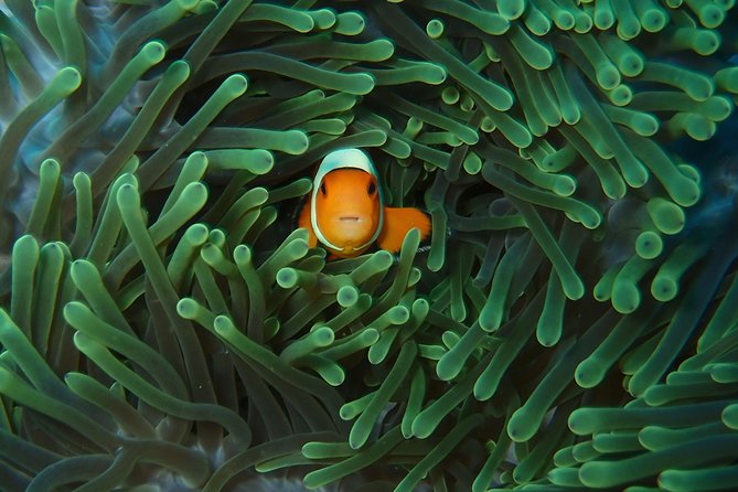 2 or 3 dives in Nusa Lembongan and Penida, for certified diver (in Lembongan) - Your underwater stops: what each one is good for