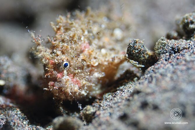 2 or 3 dives in Nusa Lembongan and Penida, for certified diver (in Lembongan) - Boat lunch during the surface interval: small detail, big payoff