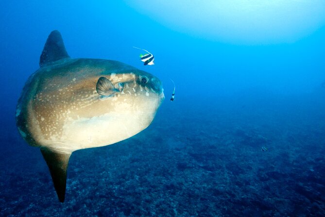 2 or 3 dives in Nusa Lembongan and Penida, for certified diver (in Lembongan) - Gear and cameras: what you bring vs what you can rent