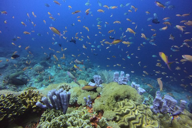 2 or 3 dives in Nusa Lembongan and Penida, for certified diver (in Lembongan) - Getting on the water: timing, group size, and what it feels like