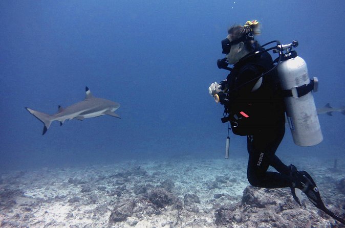 2 Tank (1 Day) Guided Diving for Certified Divers - Denarau Marina - Purple Turtle Fiji’s setup: why the PADI framework matters