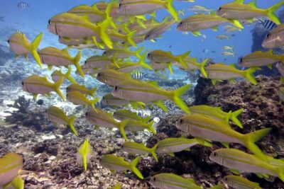 2 Tank (1 Day) Guided Diving for Certified Divers - Denarau Marina - Underwater Session #1: wildlife spotting with a firm time limit