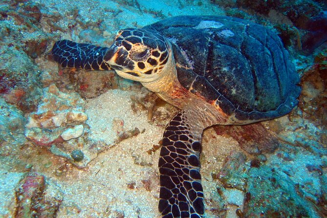 2 Tank Boat Dives for Certified Divers - Gear, Safety Checks, and the Human Side of the Guide