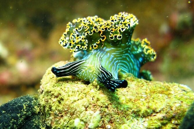 2 Tank Boat Dives for Certified Divers - Who Should Book This Acapulco Scuba Boat Tour?