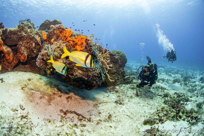 2 Tank Cozumel Reef Boat Dives - Key Things That Make This 2-Tank Reef Boat Trip Work
