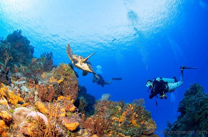 2 Tank Cozumel Reef Boat Dives - The Guide and Safety Approach: Calm Coaching Is the Real Premium Feature