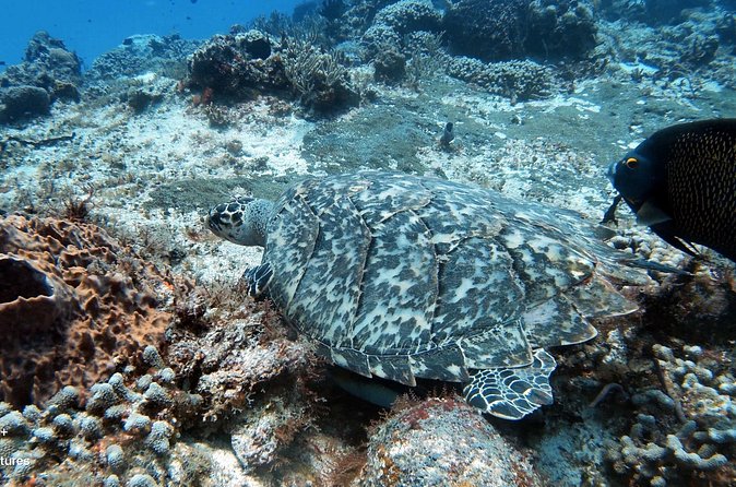 2 Tank Cozumel Reef Boat Dives - Included Gear and Boat Comfort: Worth It When You Don’t Want the Stress