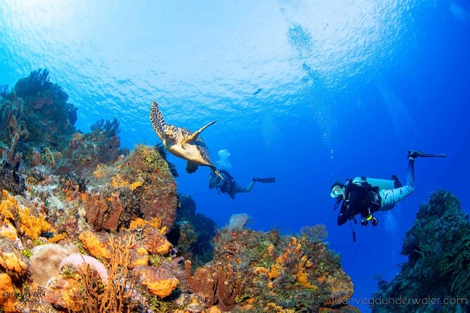 2 Tank Cozumel Reef Boat Dives - Twilight or Night Option: Same Reef Magic, Different Timing and Mood