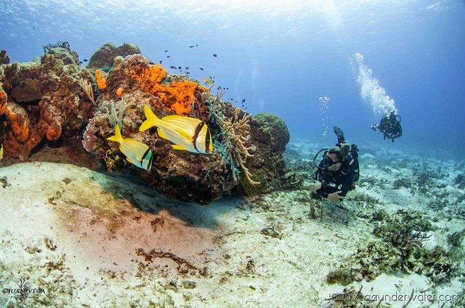 2 Tank Cozumel Reef Boat Dives - Who Should Book This (and Who Might Reconsider)