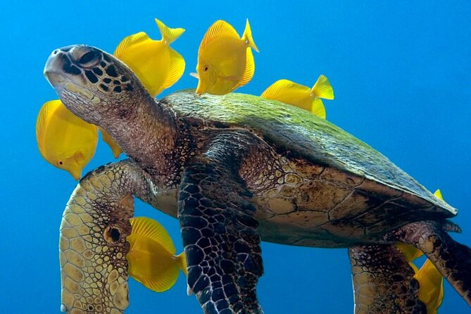 2-Tank Daytime Scuba Dive Boat Trip - What’s Included: Lunch, Snorkeling Gear, and Certified Guidance