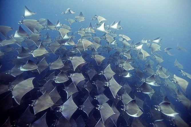 2 Tank Dive - Certified Divers (Santa Maria Bay & Chileno Bay) - Key highlights before you go