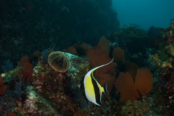 2 Tank Dive - Certified Divers (Santa Maria Bay & Chileno Bay) - Cabo morning basics: boat time, site variety, and why it works