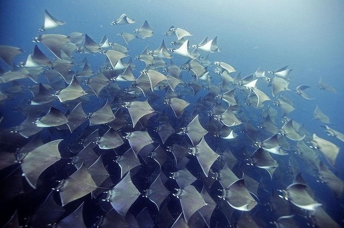 2 Tank Dive - Certified Divers (Santa Maria Bay & Chileno Bay) - Certified scuba requirements (and the optional refresher)