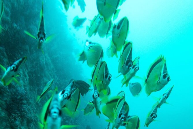 2 Tank Dive - Certified Divers (Santa Maria Bay & Chileno Bay) - Who this is perfect for (and who should look elsewhere)