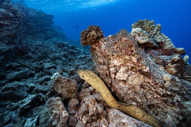 2-Tank Dive Featuring the Molokini Crater - Your itinerary: Molokini Crater first, then a south-side location
