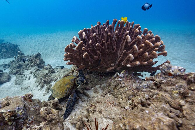 2-Tank Dive Featuring the Molokini Crater - What’s included: snacks, non-alcoholic drinks, and the downtime you need
