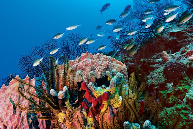 2 Tank Dive (for certified divers) - Price and Logistics: The Real Costs Beyond the $95