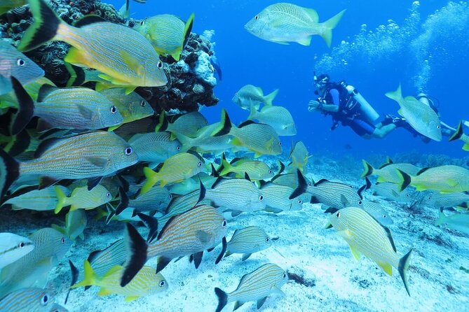 2 Tank Dive (for certified divers) - Weather Check and the Backup Plan You Should Expect