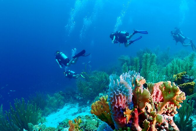 2 Tank Guided Dive half-day - Quick highlights before you book