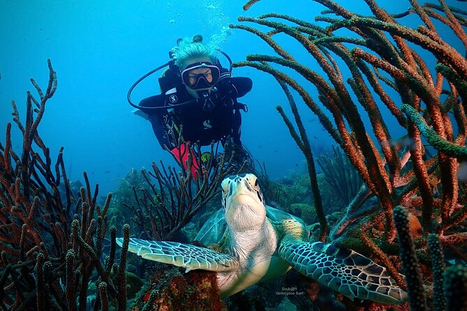 2 Tank Guided Dive half-day - Who should book—and who should skip it