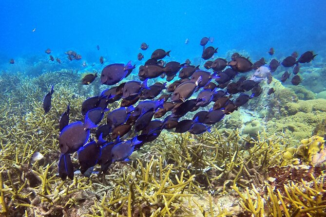 2 tank guided dive House Reef (Pierbaai Reef and Car Pile) - Two Sites, One Morning: Why This Curacao Shore Scuba Plan Works