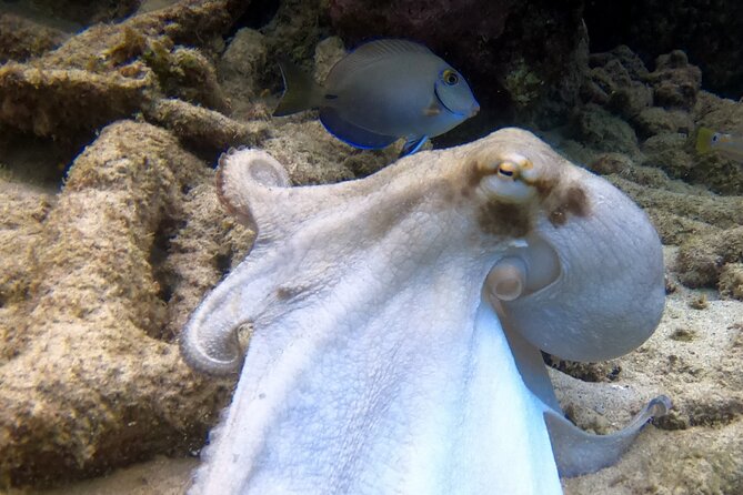 2 tank guided dive House Reef (Pierbaai Reef and Car Pile) - Pierbaai Reef: A Protected Shore Setup You Can Feel Confident In