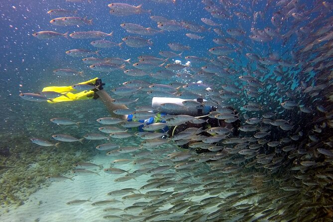 2 tank guided dive House Reef (Pierbaai Reef and Car Pile) - Getting There: 8:45am Start and a Simple Meeting Point