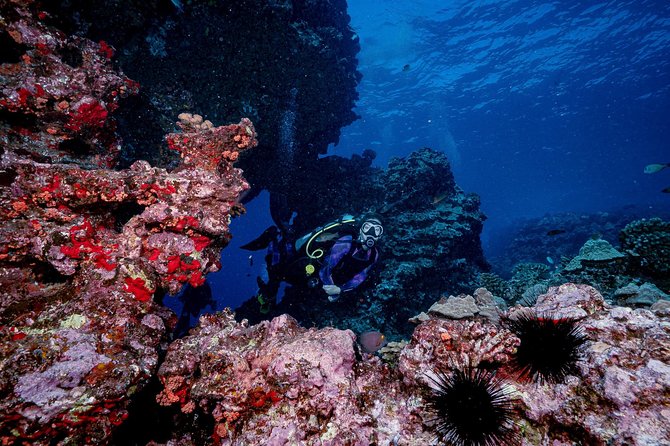 2 Tank Lanai Cathedral Scuba Dive Via Boat for Certified Divers - Price And Value: Is $306.89 Worth It?