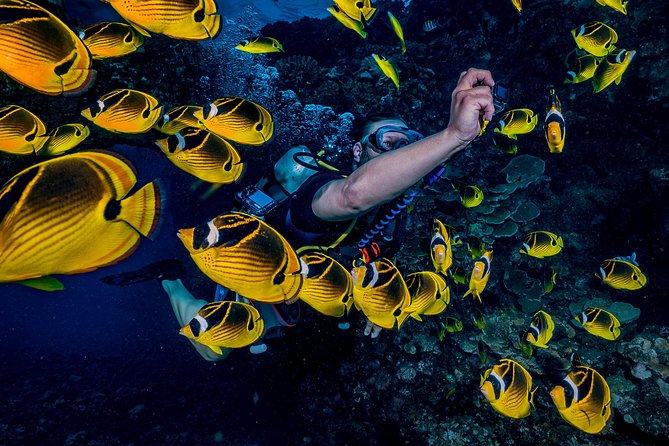 2 Tank Lanai Cathedral Scuba Dive Via Boat for Certified Divers - Getting Fitted And Briefed: How The Crew Sets You Up