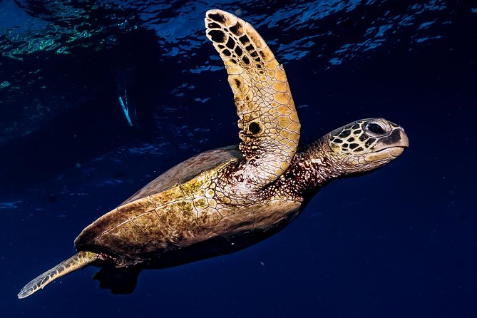 2-Tank Maui Turtle Scuba Dive or Snorkel Boat Tour - Meeting at Lahaina: check-in, gear, and the short briefing