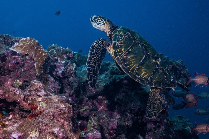 2-Tank Maui Turtle Scuba Dive or Snorkel Boat Tour - Price and value: $245.48 for two sessions and guided spotting