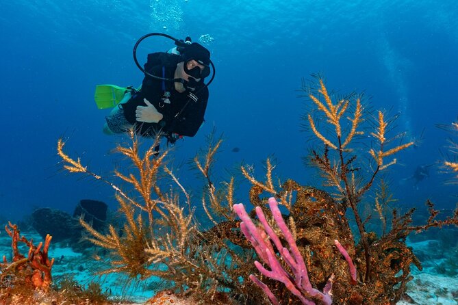 2 Tank Morning Dive: Scuba Diving in Cozumel - Price and Value: Is $160 Worth It?