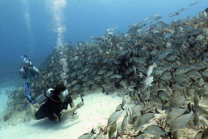 2-Tank Morning or Afternoon Dives in Playa del Carmen certified Divers Only - Two Tanks, Two Reef Stops: What the Schedule Really Means