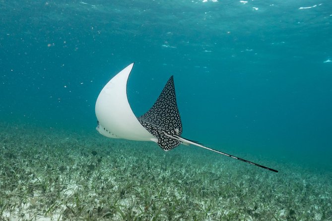 2-Tank Morning or Afternoon Dives in Playa del Carmen certified Divers Only - Price and Value: The $89 Base and the Costs That Can Show Up