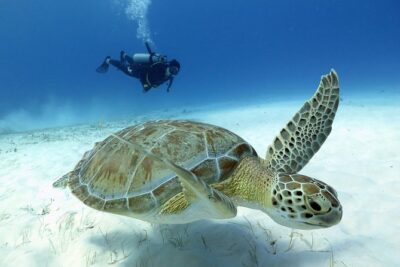 2-Tank Morning or Afternoon Dives in Playa del Carmen certified Divers Only - Safety and Crew Support: How the Day Stays in Control