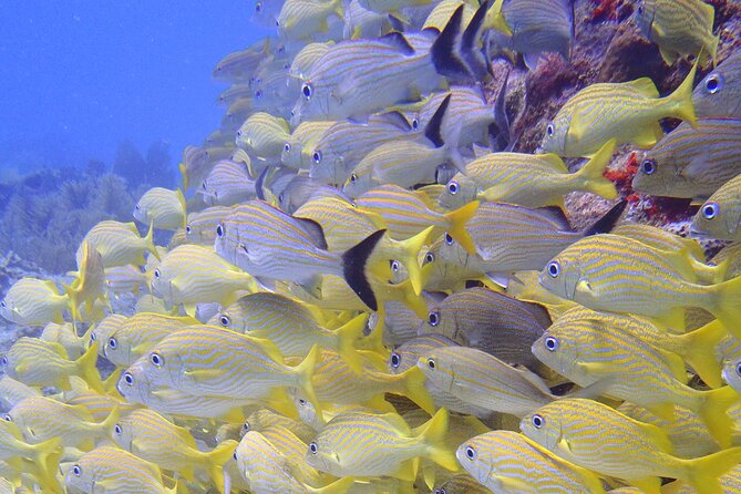 2 Tank Reef Dive in Mexico - Price and value: what $149 covers (and what it doesn’t)