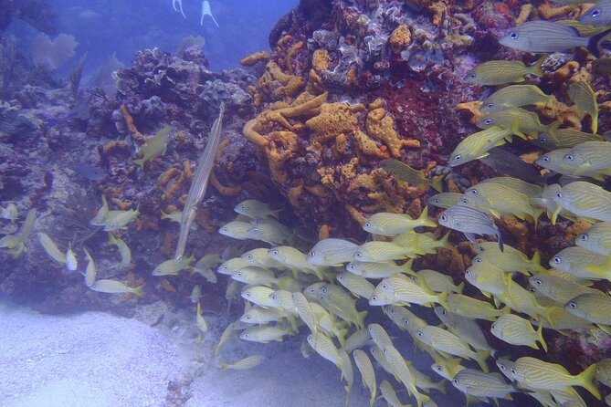 2 Tank Reef Dive in Mexico - Who should book this scuba reef outing in Cancun